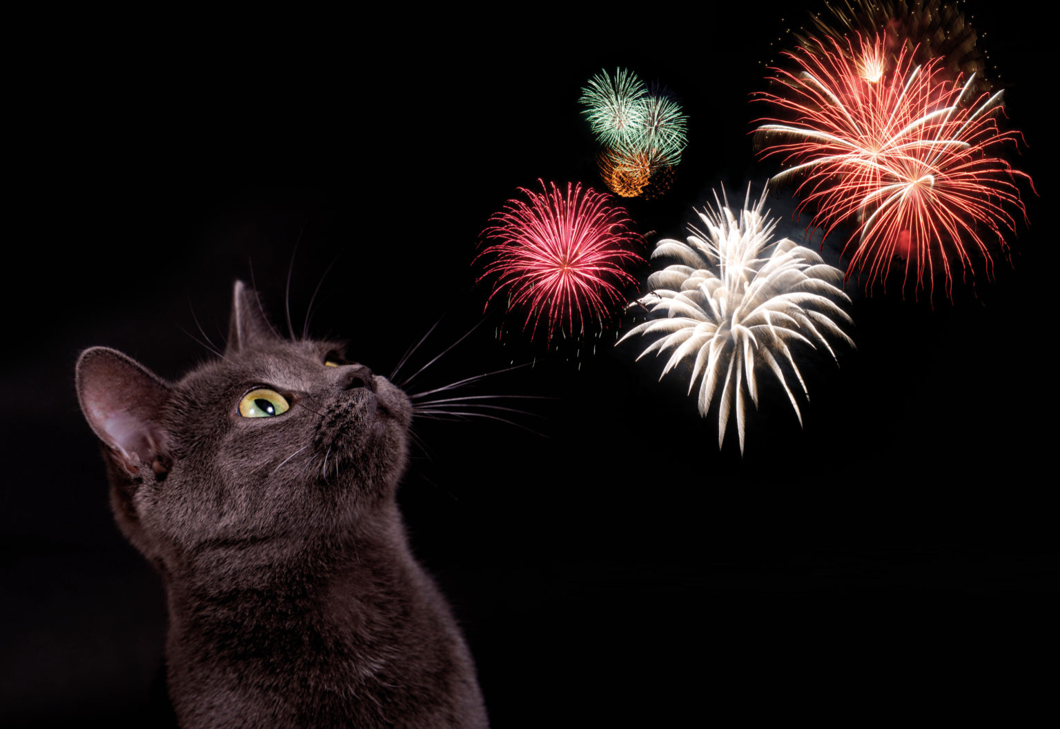 chat avec feu d'artifice