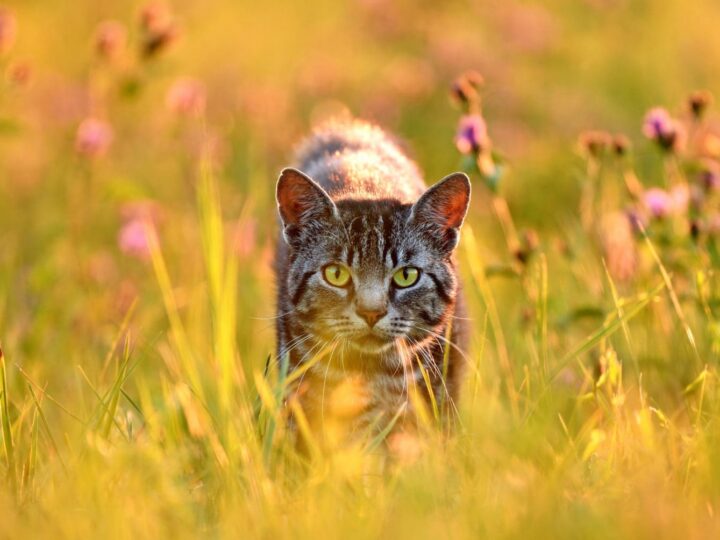 Chat dans le pré, rétro éclairé par la lumière d'été du soir doré
