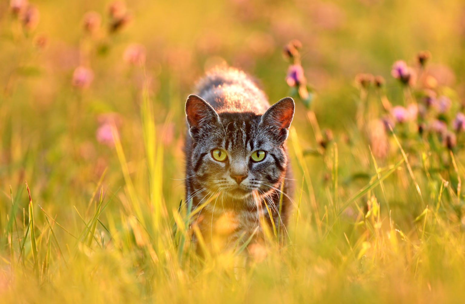 Chat dans le pré, rétro éclairé par la lumière d'été du soir doré