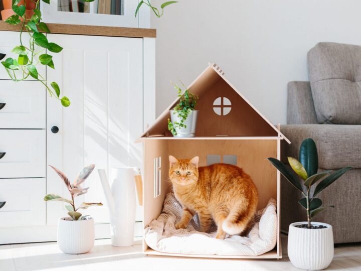 Chat dans une maison de chat en bois