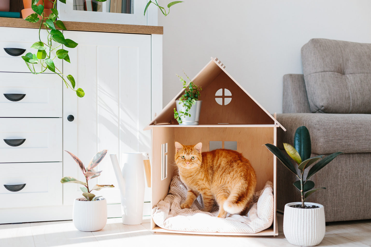 Chat dans une maison de chat en bois