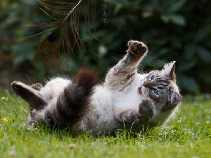 Chat des forêts norvégiennes