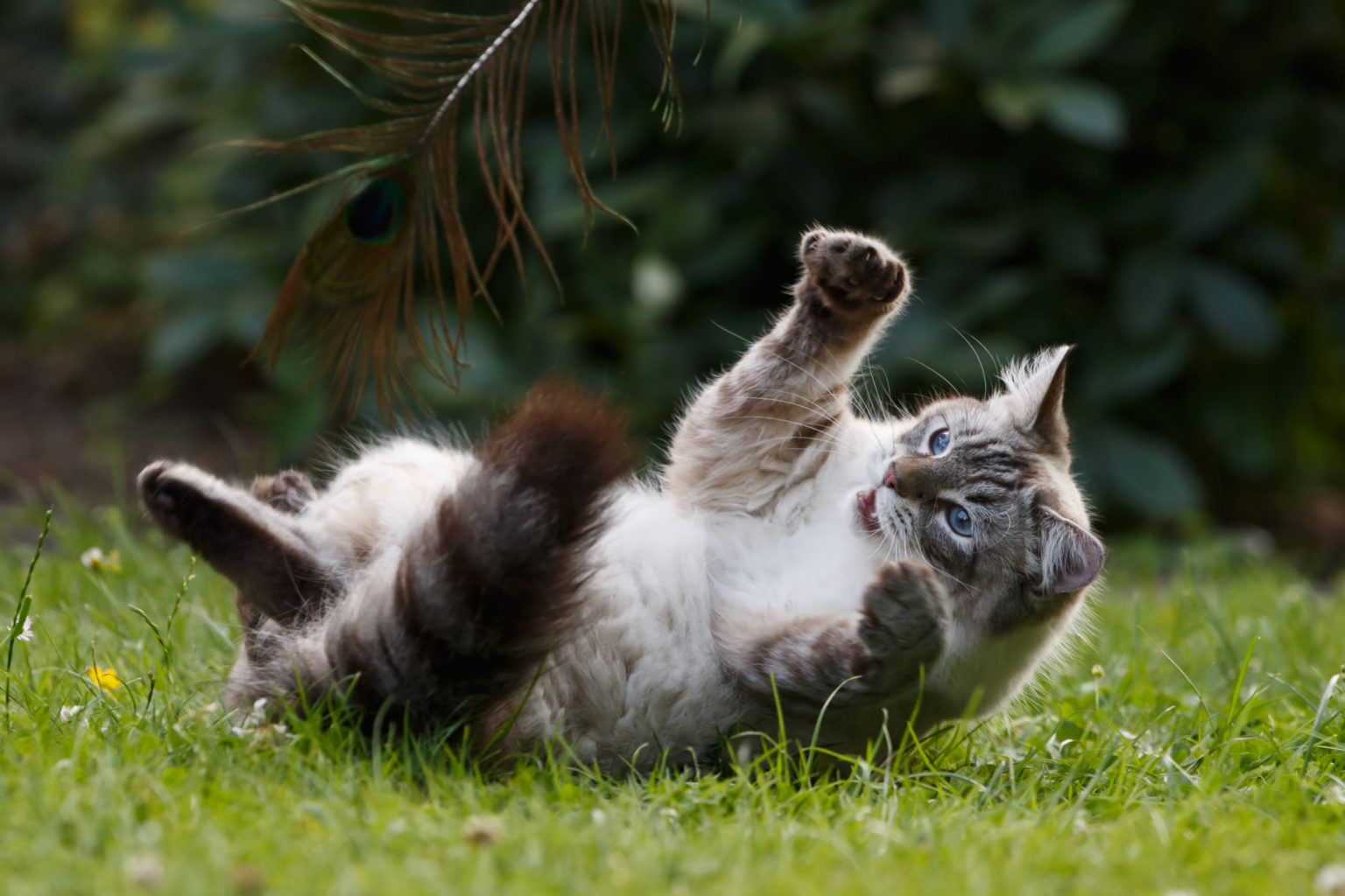 Chat des forêts norvégiennes