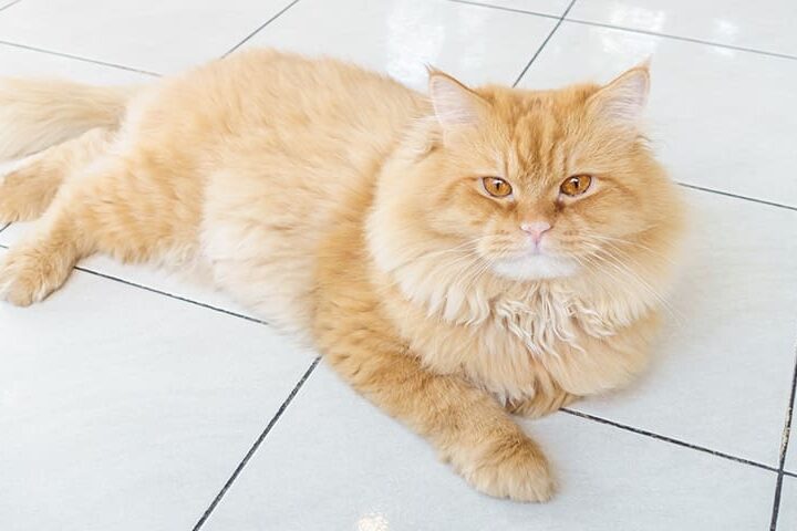 chat et javel