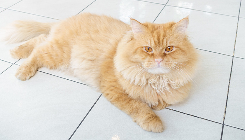 Pourquoi les chats adorent nos pieds