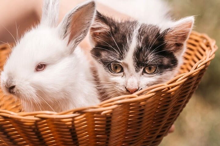chat et lapin cohabitation 840x480