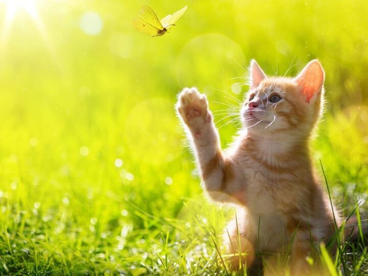 Chat assuré chez Assur O'Poil heureux dans le jardin
