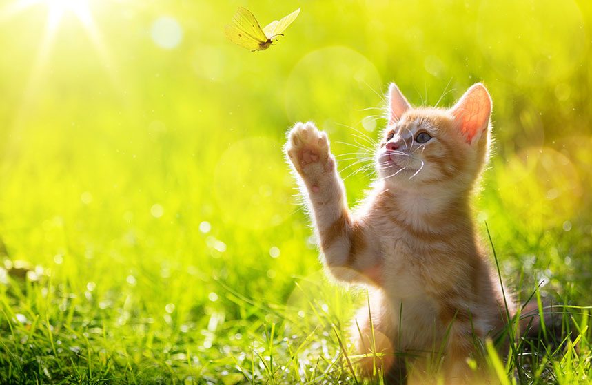 Chat assuré chez Assur O'Poil heureux dans le jardin