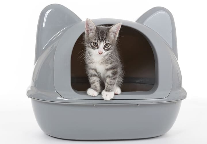 chat malpropre