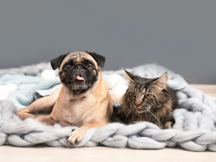 Chat mignon et chien carlin avec des couvertures sur le sol à la maison. Hiver douillet