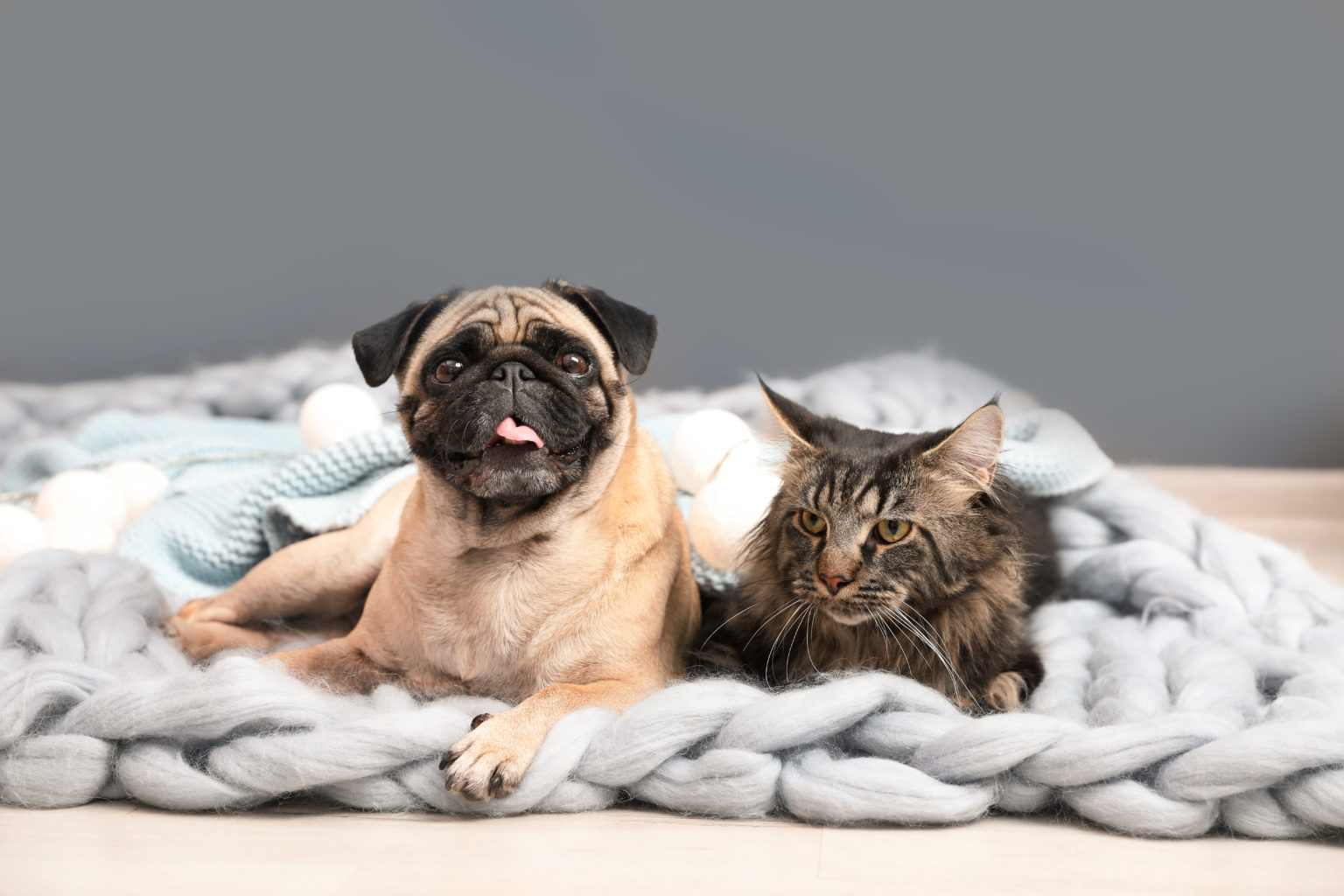Chat mignon et chien carlin avec des couvertures sur le sol à la maison. Hiver douillet