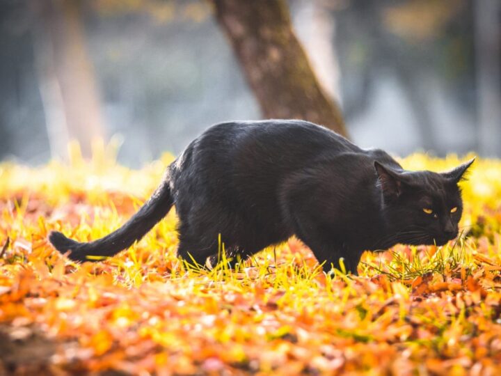 Chat noir dans l'herbe jaune tousse, éternue ou rote