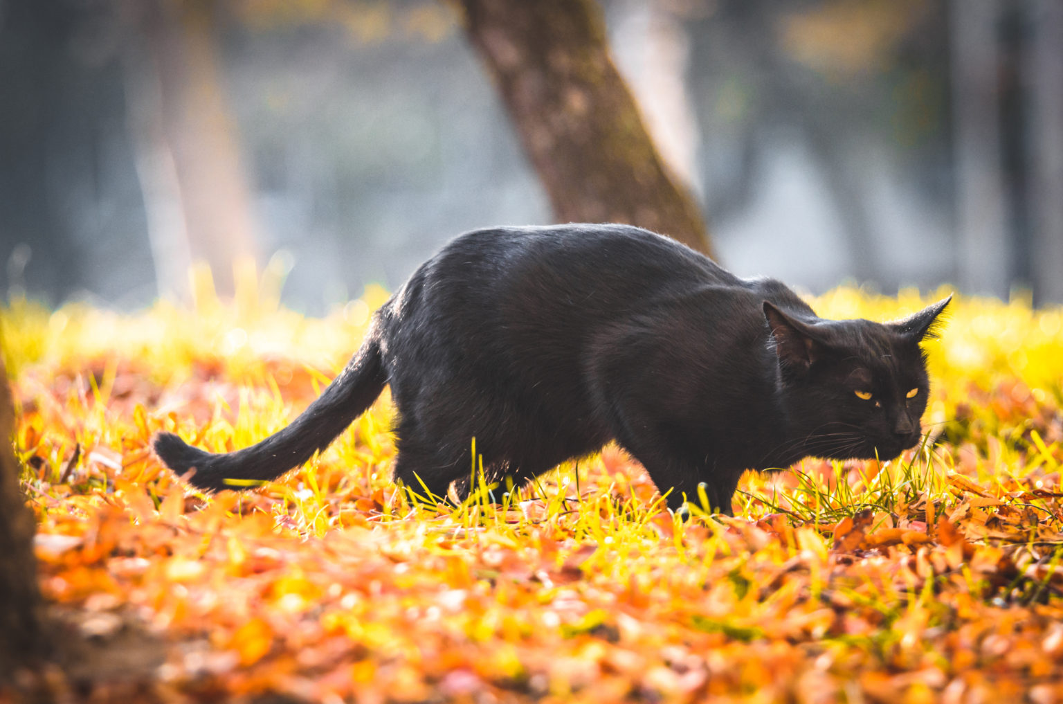 Chat noir dans l'herbe jaune tousse, éternue ou rote