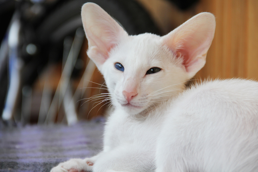 Chat de race Chat Oriental assuré chez Assur O'Poil