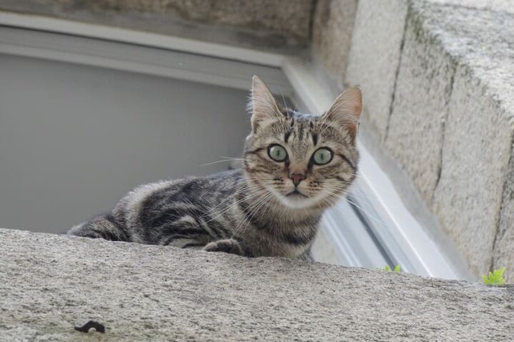 Chat parachute : pourquoi les chats aiment ils la hauteur ?