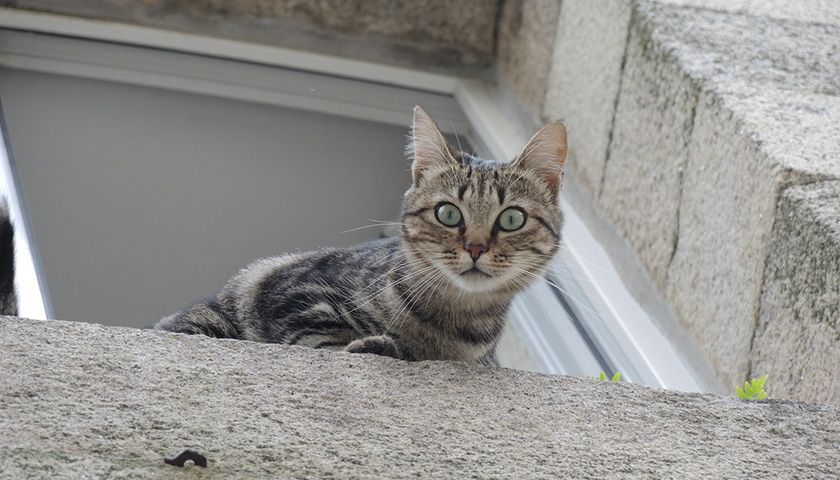 Chat parachute : pourquoi les chats aiment ils la hauteur ?