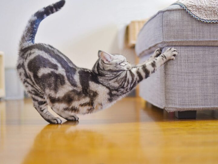 chat qui fait ses griffes sur le canapé