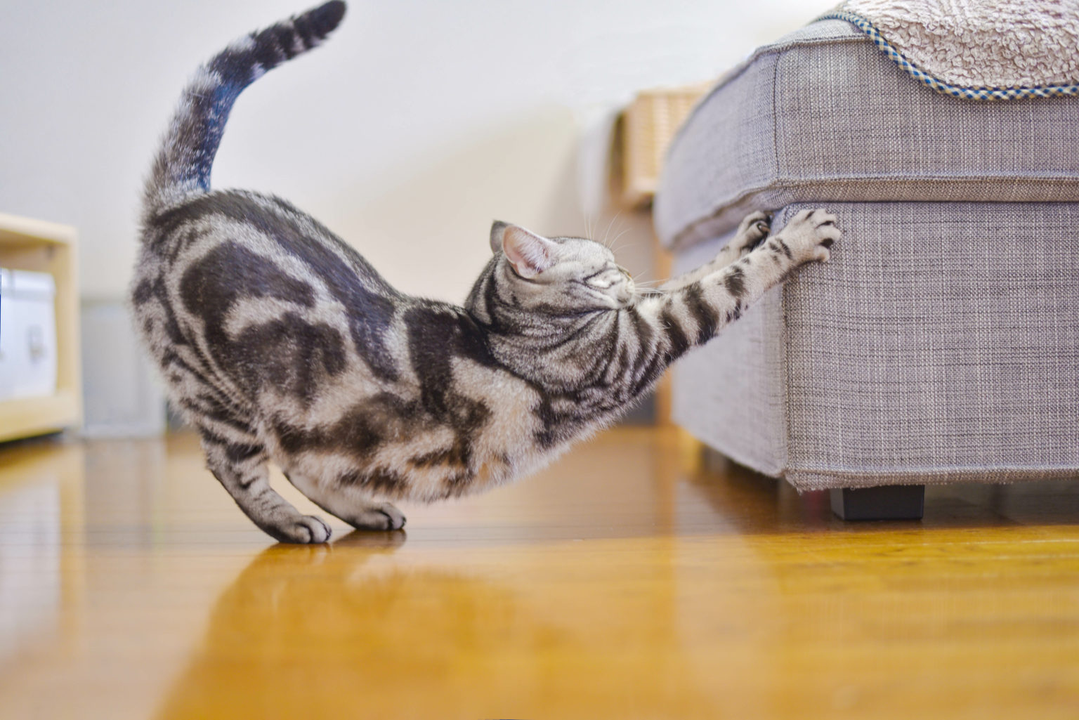 Comment empêcher mon chat de faire ses griffes sur le canapé ...