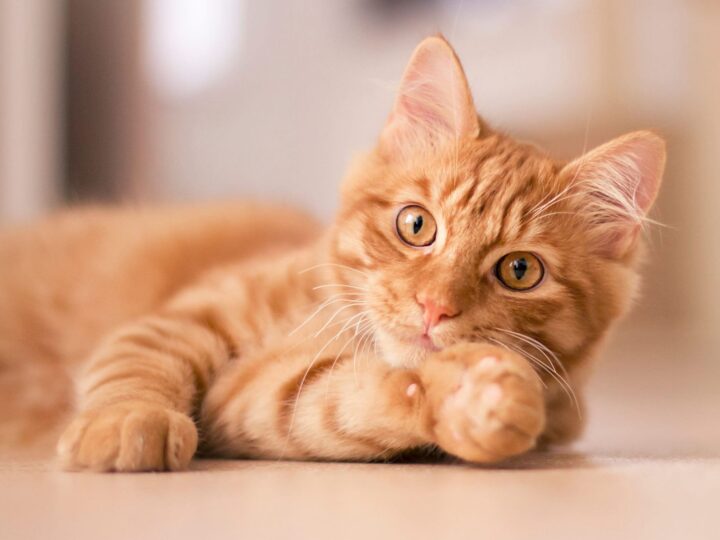 Chat roux