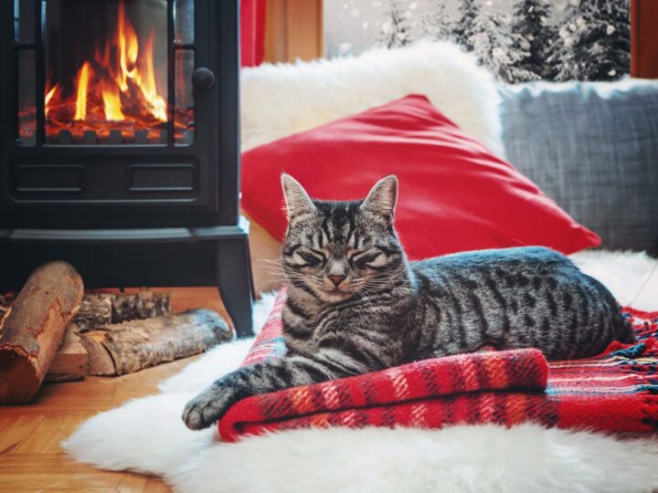 chat se détendant à côté de la cheminée