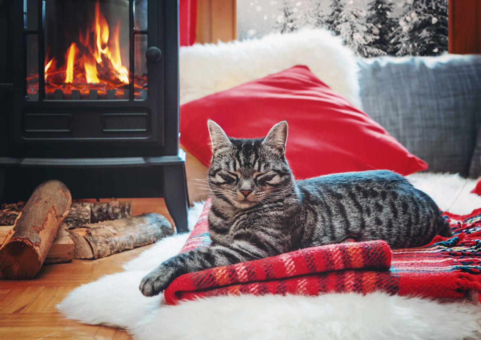 chat se détendant à côté de la cheminée