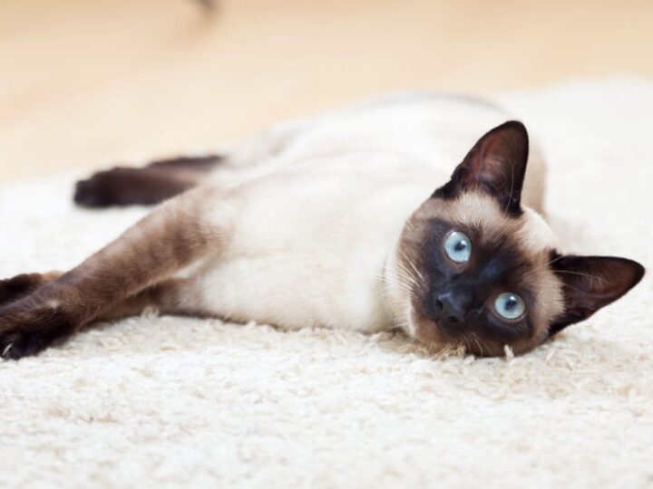 chat siamois
