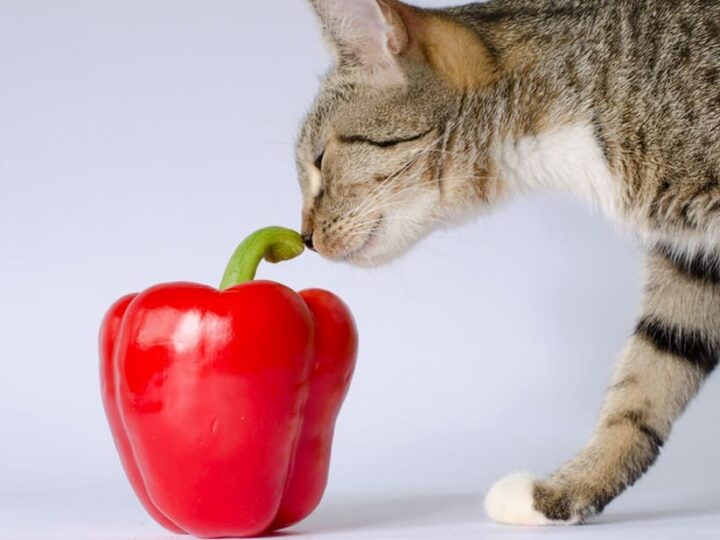 Chat assuré chez Assur O'Poil reniflant un poivron rouge