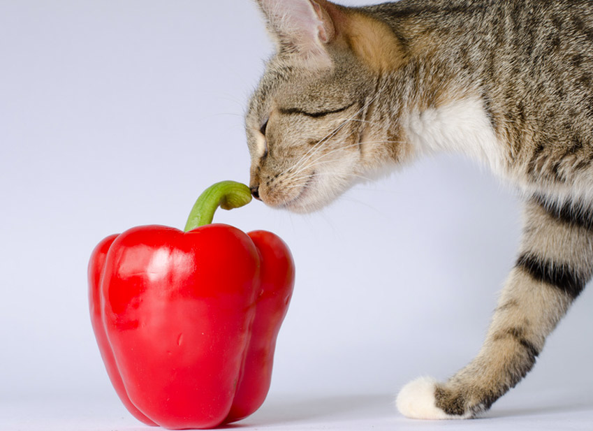 Chat assuré chez Assur O'Poil reniflant un poivron rouge