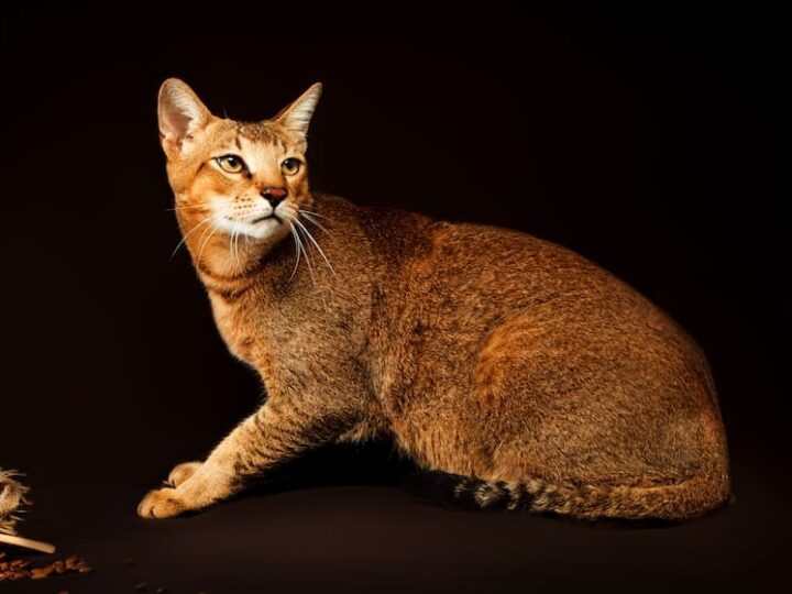 Chat de race Chausie assuré chez Assur O'Poil