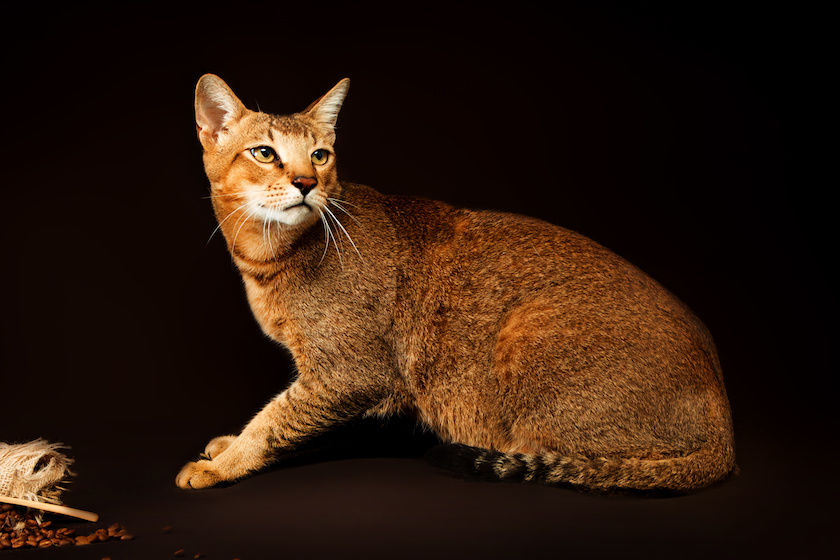 Chat de race Chausie assuré chez Assur O'Poil