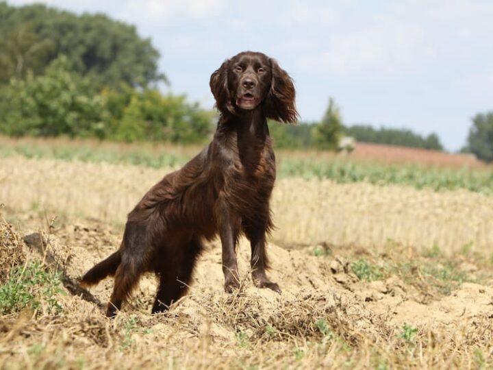 langhaar surveillant son territoire de chasse