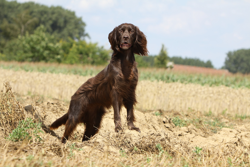 langhaar surveillant son territoire de chasse