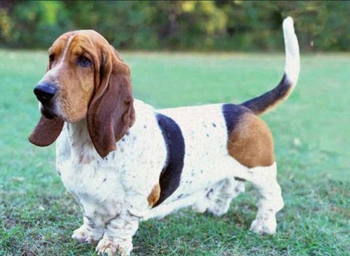 chien basset hound