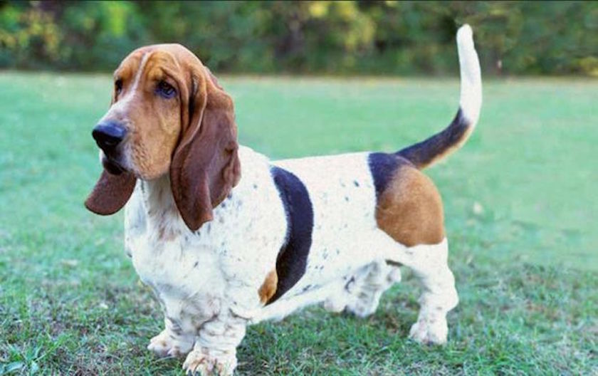 chien basset hound