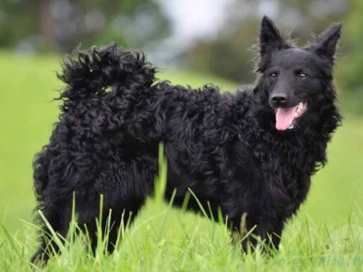 chien berger croate