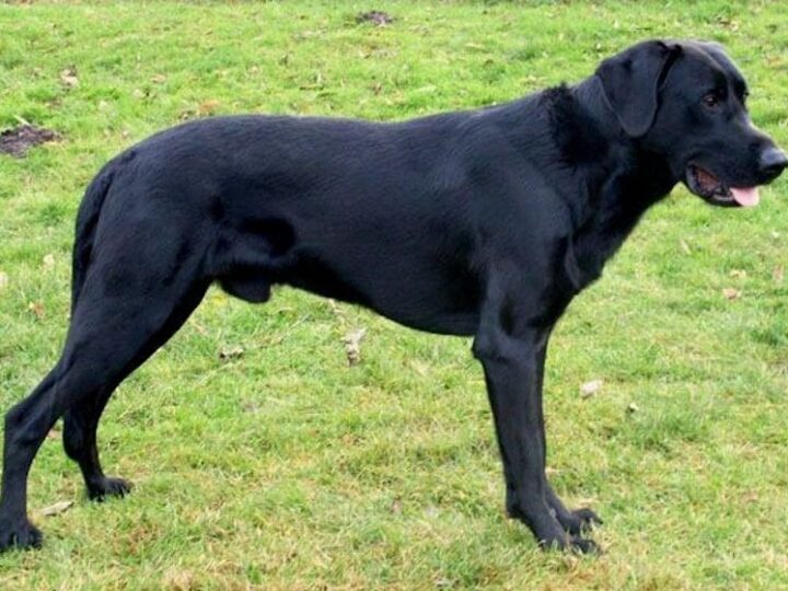 chien berger de majorque race