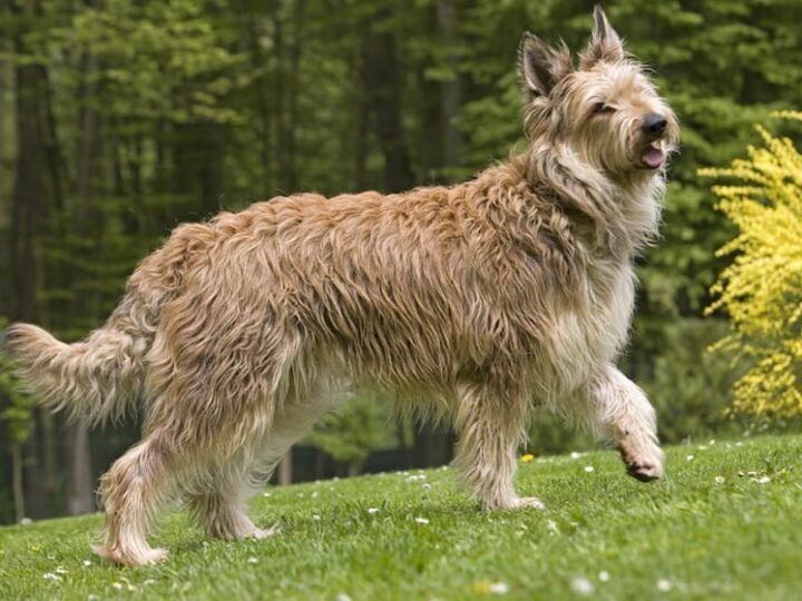 chien berger de picardie race