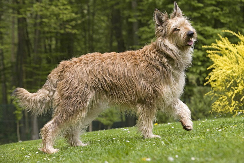 chien berger de picardie race