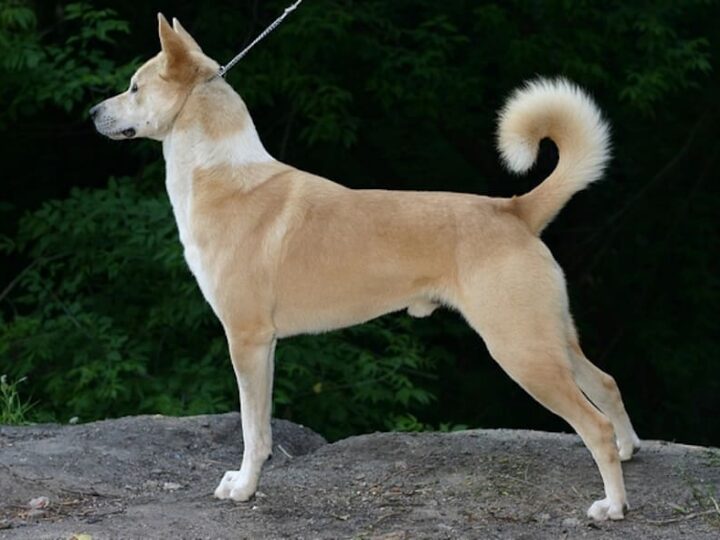 chien canaan