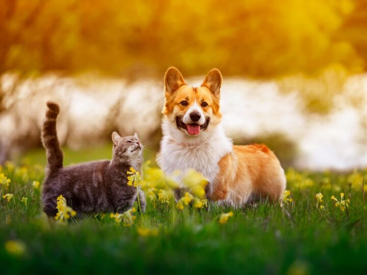 chien corgi et un chat tigré assis ensemble au soleil