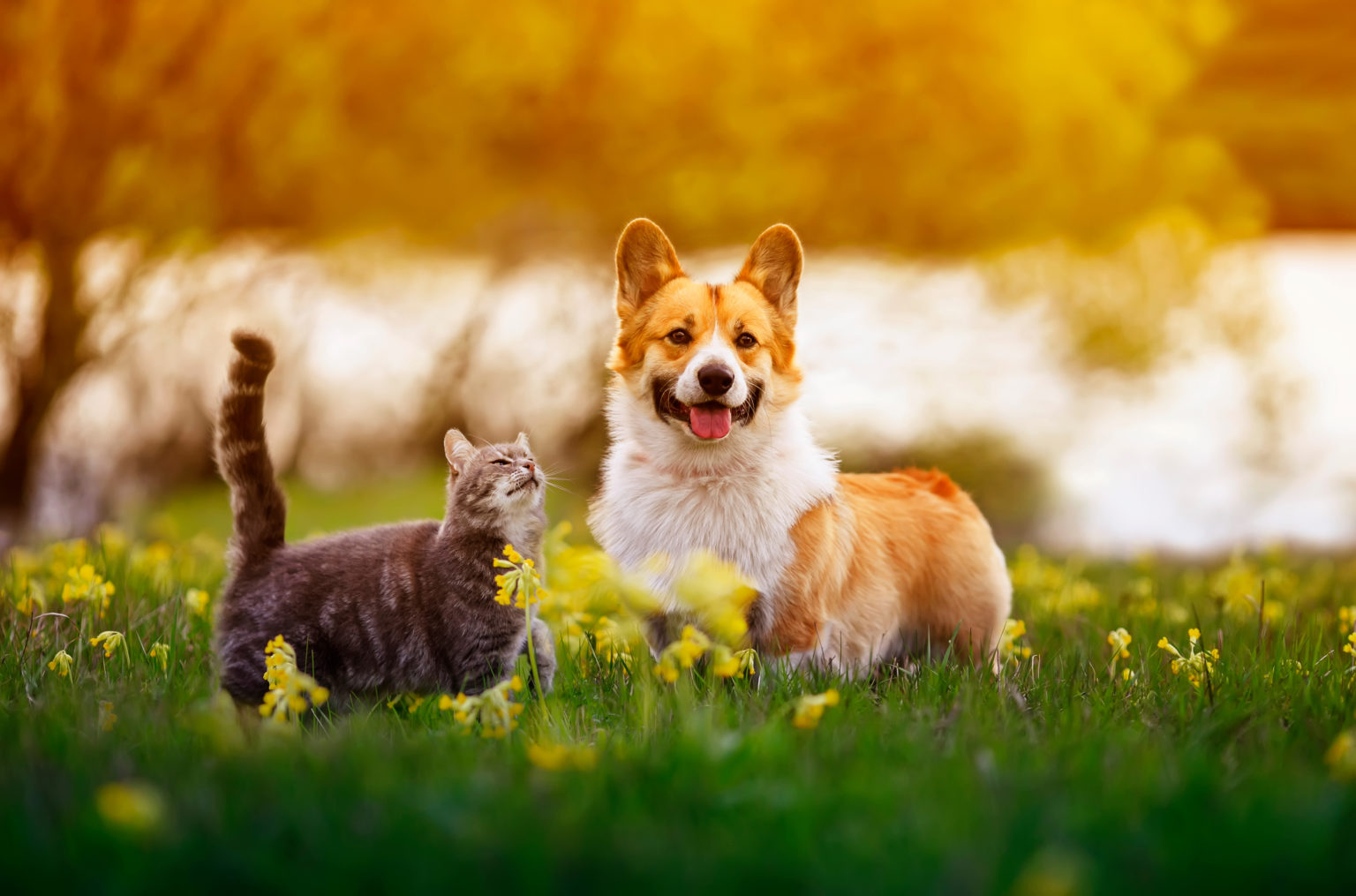 chien corgi et un chat tigré assis ensemble au soleil