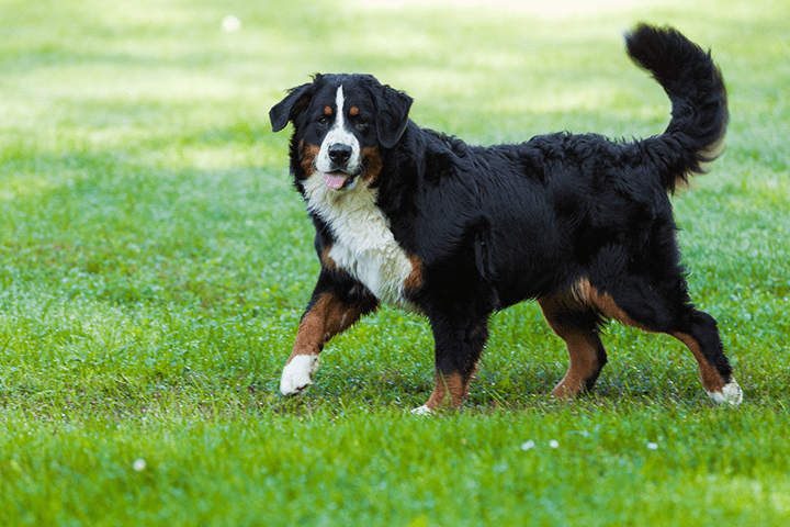 chien courant bernois
