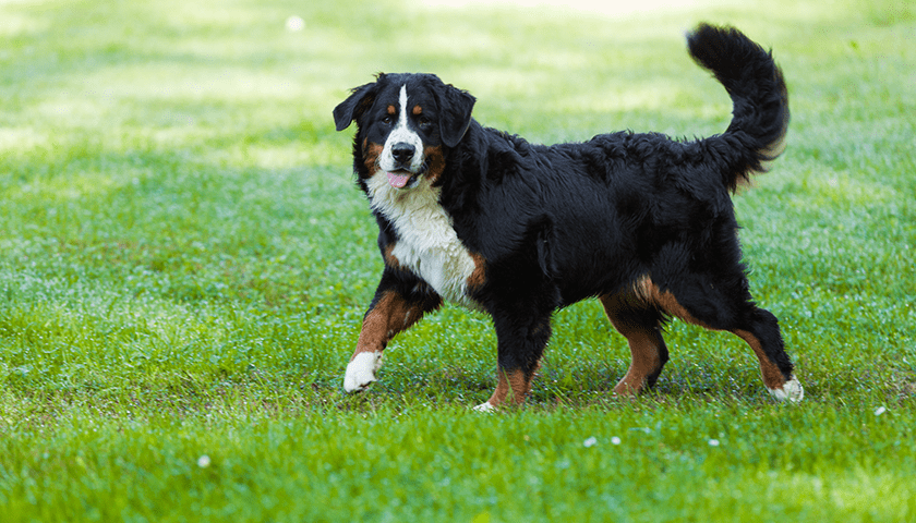 chien courant bernois