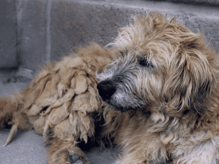 chien courant bosnie