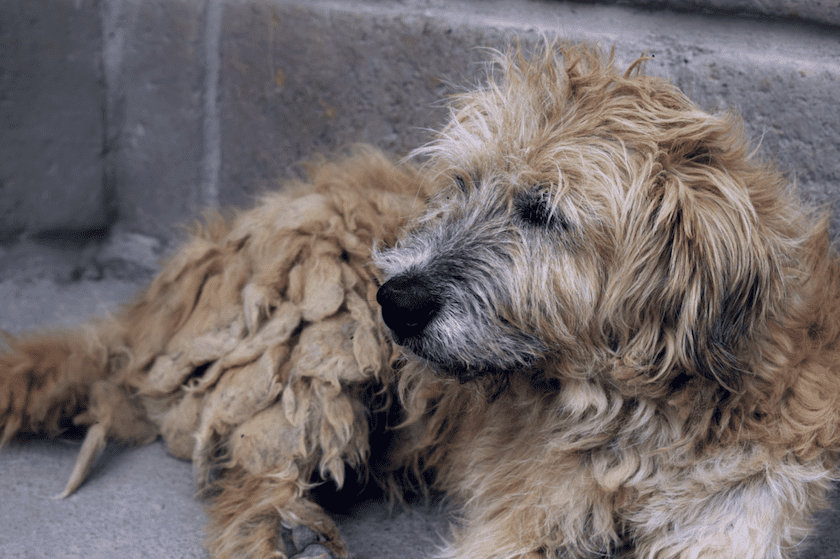 chien courant bosnie