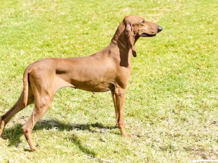 chien courant italien poil ras race