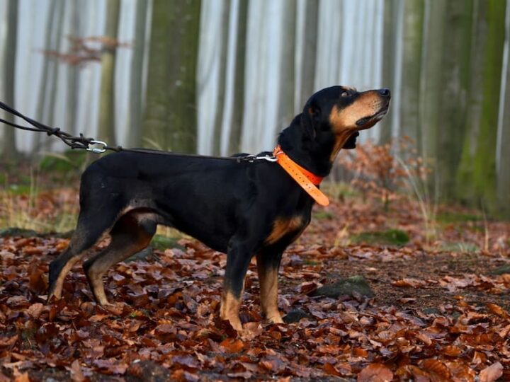 hunting dog in foggy forest