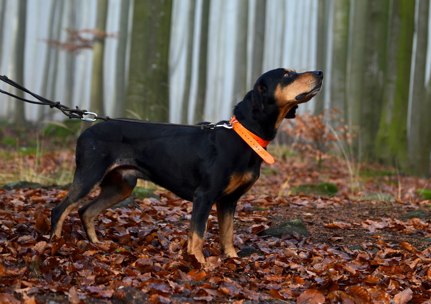 hunting dog in foggy forest