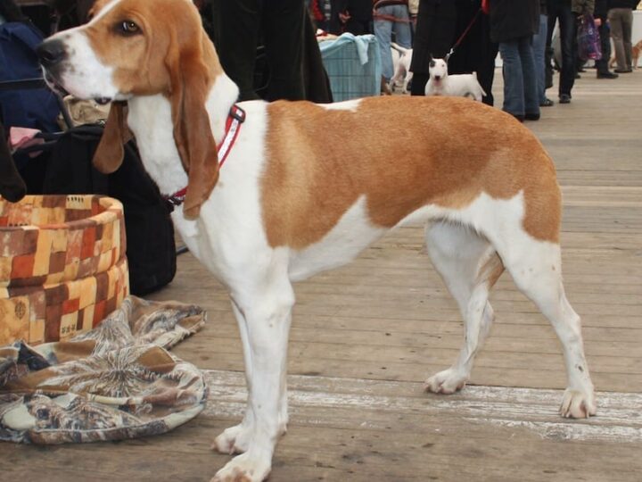 chien courant suisse