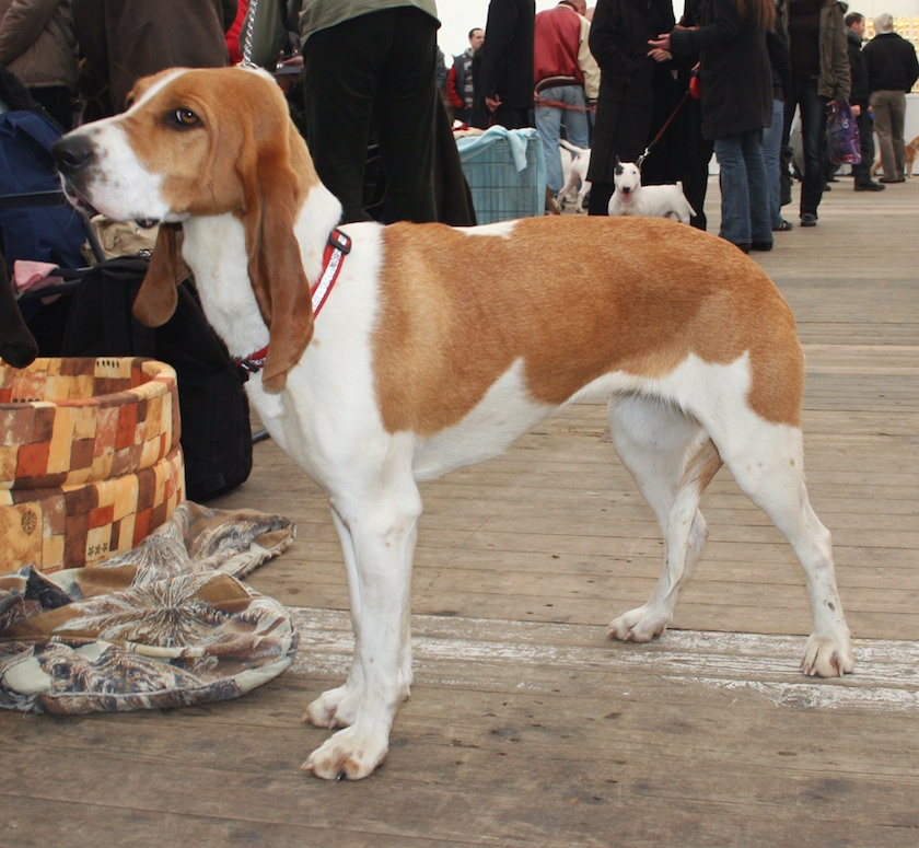 chien courant suisse